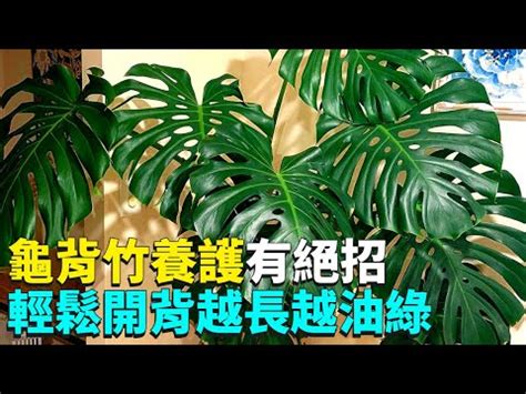 龜背芋適合放室內嗎|龜背芋照顧指南：3分鐘搞懂養護祕訣，完整教學讓你。